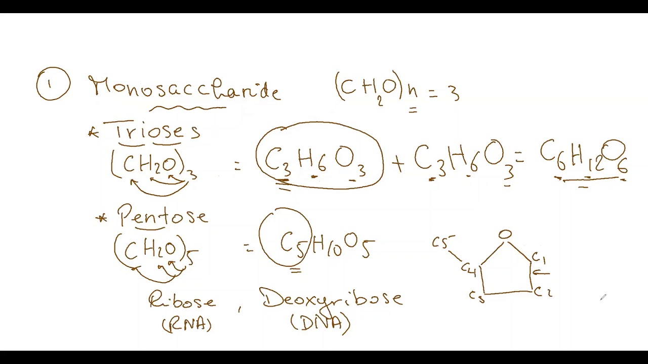 Carbohydrates - Biology AS Edexcel - YouTube