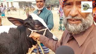 @হলেষ্টান ফ্রিজিয়ান ১০০% বকনা বাছুর হযরতপুর হাটে বেচাকিনা দাম জানতে বিস্তারিত প্রতিবেদন