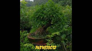 ficus viren bonsai #bonsailife #bonsai #ganga #bonsaitree #plant #palm #indoorbonsai #garden