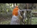 Robin Bird Song - Singing with Passion - The Loudest Robin Ever