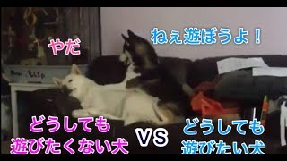 絶対に遊びたくない犬VSどうしても遊びたい犬