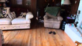 Archie Misses the Couch