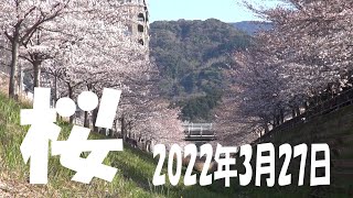 桜 北九州市小倉南区 志井川 2022年3月27日