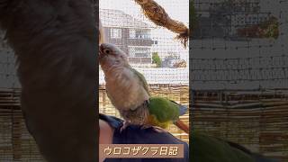 【ウロコインコ】「オイ！肩車！」「へい！」 #parrot #lovebirds #parakeet #ウロコインコ #greencheekconure #lovebird