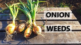 Onion Weeds Takeover