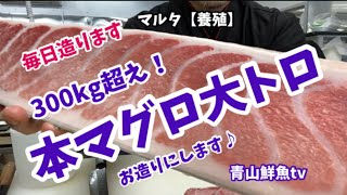 【鮮魚店】【本マグロ】300kg超えの本マグロ大トロ❣️お造りにします♪