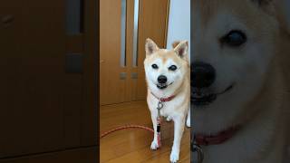 【豆柴リンちゃん】12歳柴犬、イタズラ➡笑ってごまかす➡逃げる　#shorts