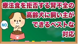 療法食を拒否する腎不全の高齢犬に…飼い主ができるベストな対応【獣医師解説】