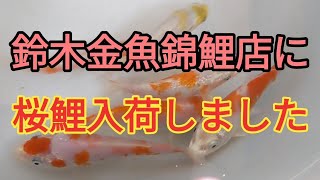 鈴木金魚錦鯉店の鯉入荷情報