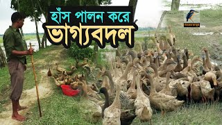 উন্মুক্ত জায়গায় হাঁস লালন পালন করে ভাগ্য বদল