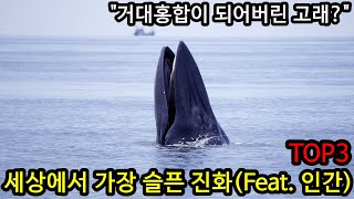 인간에 의해 세상에서 가장 슬픈 진화를 해야만 했던 동물들 TOP3