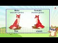 Nouns: Gender | English Grammar & Composition Grade 3 | Periwinkle