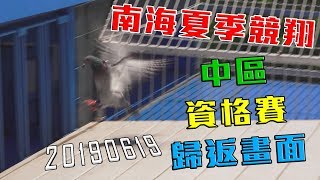 20190619 南海夏季競翔 中區資格賽歸返畫面