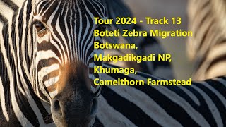 Tour 2024 - Track 13 - Zebra Migration at the Boteti, Botswana, Khumaga, Makgadikgadi NP