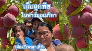 เมียฝรั่งพาลูกครึ่งเก็บลูกพีช ดกๆ เต็มต้น หวานๆ อร่อย สดในฟาร์มอเมริกา | พาไปเก็บลูกพีช จากยอดดอย