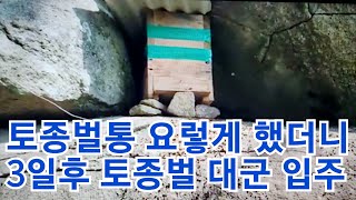 바위틈 토종벌통 이렇게 했더니 삼일만에 튼튼한 토종벌 입주 꿀 밀납 바르는 이유 밀납 바르는 도구는