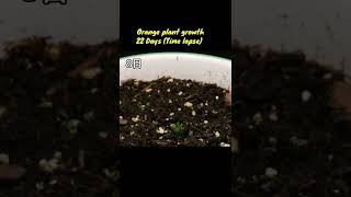 Growing orange tree🍊🌱 from seeds 22 days Update (Time lapse )