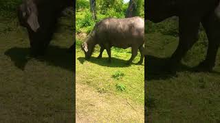 Animals Buffalo#shortvideo