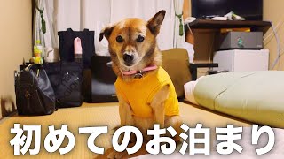 長年外飼いだった愛犬コロちゃんと一緒にホテルで一泊したら幸せすぎました...笑