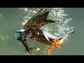 Kingfisher captured catching fish at bottom of river |