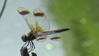 川辺のトンボ / Dragonflies by the River