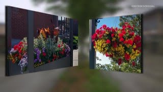 Downtown Everett Association to keep city's flower program in full bloom