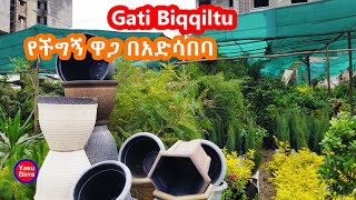 Gati biqqiltuwani finfinnetti /የችግኝ ዋጋ በአድሳበባ/  Price of seedlings in Addis Ababa