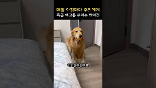 매일 아침마다 주인에게 특급 애교를 부리는 반려견