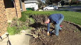 Digging Up A Tree Shrub with Root Assassin Garden Shovel