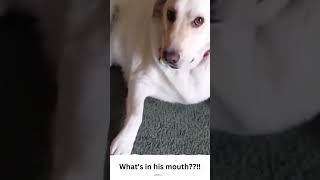 Dog is hiding something!! But what!?! #shorts #funnydogs #funnyanimals