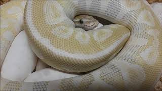 Crystal Ball python with eggs #ballpythons
