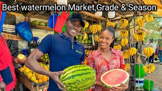 The Best Watermelon farming season,Grade needed & Market links within Nairobi Metropolitan #viral