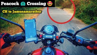 Peacock Crossing🦚🤩Forest Road | Chennai to Jamunamarathur | Kutty Falls😍 | தமிழ் | Drone Shots🔥