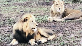 Mandevu \u0026 Orpen Mbiri Male Lion | they are in pressure by Mantimahle Male Lions | 13 November 2024