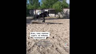 Friesian mare Wegassi Фризская кобыла Вегасси Страхи лошади