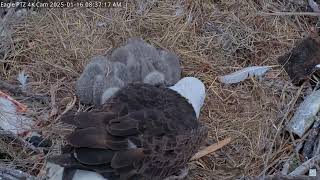 Captiva Eagle Cam - Connie \u0026 Clive 16.01.2025 08:25