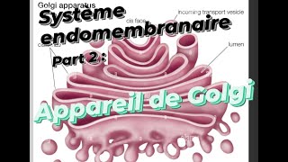 SE PART 2 : APPAREIL DE GOLGI