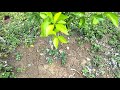 how to put fertilizer tangerine growing fast my agriculture