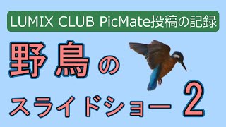 【LUMIX CLUB PicMate投稿の記録】野鳥のスライドショーNO２