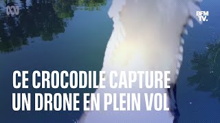 Ce crocodile capture un drone en plein tournage