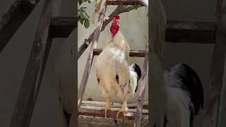 Beautiful Rooster 🐓 ( crowing on a Ladder )     #shorts#viral #youtube #funny