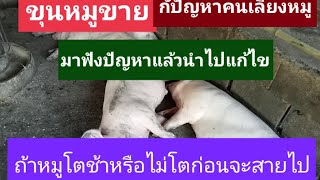 โรคผิวหนังหมู ตอน 2 โรคเรื้อน#คนขุนหมูขาย#คนเลี้ยงหมู