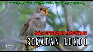 sikatan londo gacor | masteran mewah suara jernih ‼️