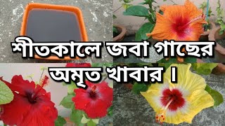 আপনার জবা গাছের ফুলের সাইজ ছোট হয়ে যাচ্ছে ? কুরি ঝরে যাচ্ছে ? কারন ও তার প্রতিকার জেনে নিন ।