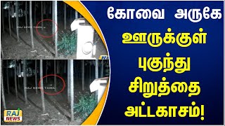 கோவை அருகே ஊருக்குள் புகுந்து சிறுத்தை அட்டகாசம்! | Leopard | Coimbatore | Peoples | Affect