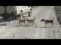 domestic dogs vs baby wildebeest in ngorongoro tanzania