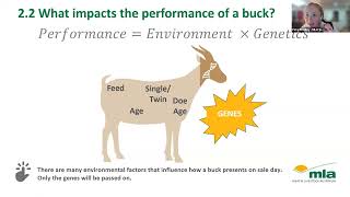 MLA Goat Roadshow Webinar - Adding Value Through Genetics