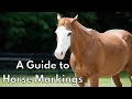 A Guide to Horse Markings