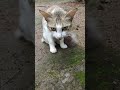 ഞാൻ ക്യൂട്ട് അല്ലെ cat funnycats views funny funnypets catlover views yt ytshort trending