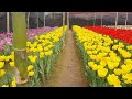 নেদারল্যান্ডের টিউলিপ ফুল ফুটলো গাজীপুরে dutch tulip flowers bloomed in gazipur